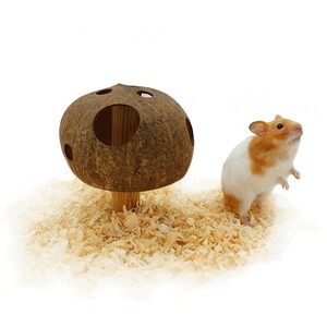 Coconut Mushroom Hideout