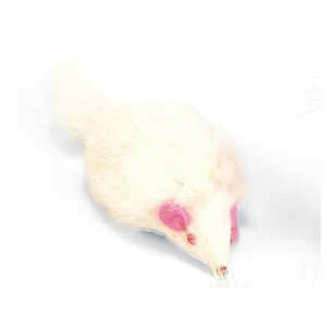 Teaser (Mouse Shape)