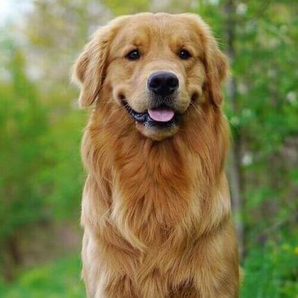 狗狗專區