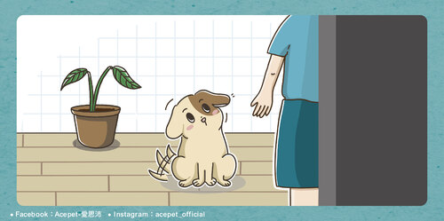 狗狗為甚麼會歪頭-02